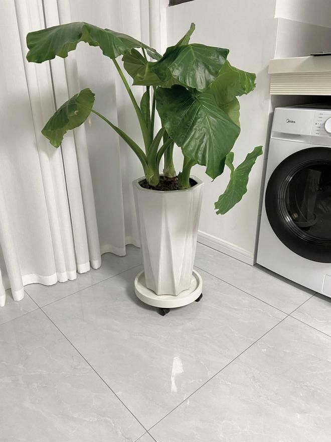 !几块钱的小东西竟能让生活开挂被老妈买的“便宜货”惊艳到了(图8) !几块钱的小东西竟能让生活开挂被老妈买的“便宜货”惊艳到了(图8)